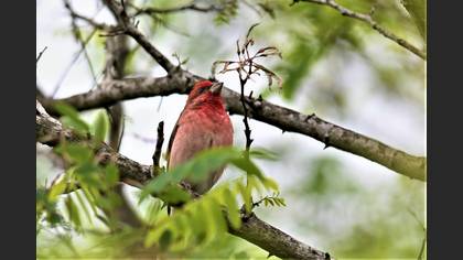 Common Rosefinch