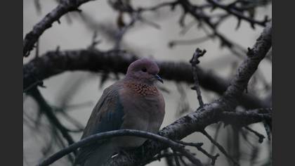 Laughing Dove