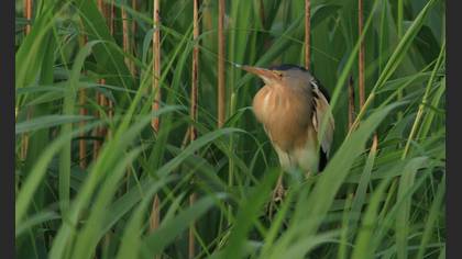 Little Bittern