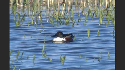 Northern Shoveler