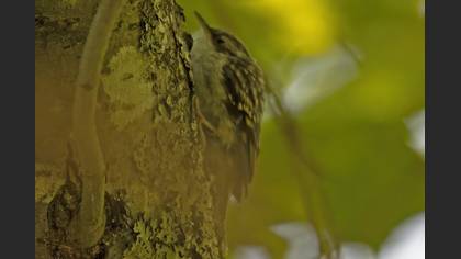 Short-toed Treecreeper