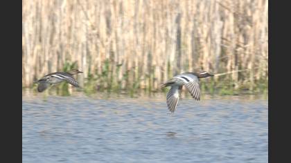 Garganey