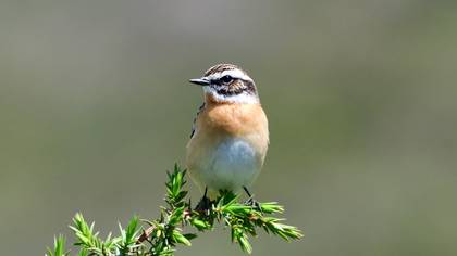 Whinchat