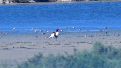 Common Shelduck