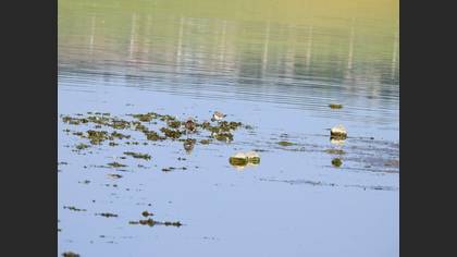 Kentish Plover