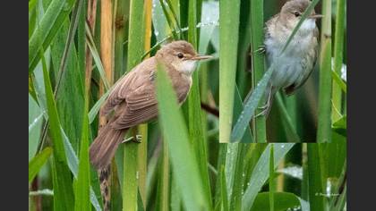 Marsh Warbler