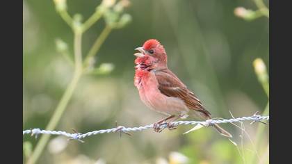 Common Rosefinch