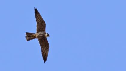 Eurasian Hobby