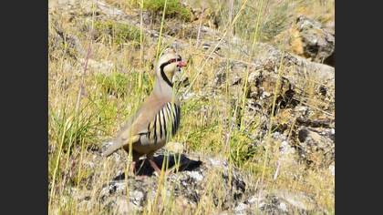 Chukar Partridge