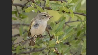 Eastern Bonelli`s Warbler