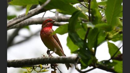 Common Rosefinch
