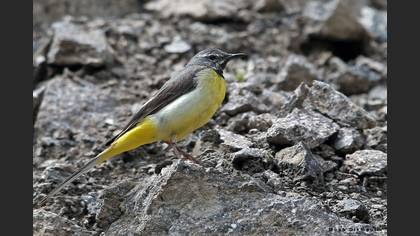 Grey Wagtail