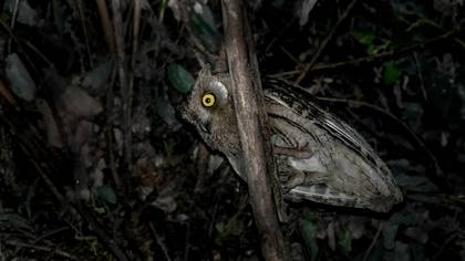 Pallid Scops Owl