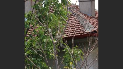 Eastern Olivaceous Warbler