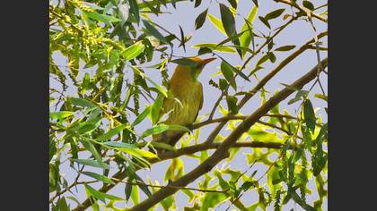 Eurasian Golden Oriole