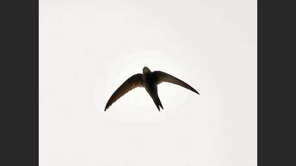Common Swift