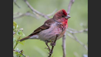 Common Rosefinch