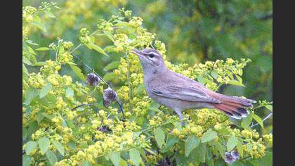 Rufous-tailed Scrub Robin