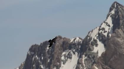 Northern Raven