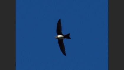 Alpine Swift