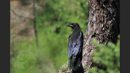 Northern Raven