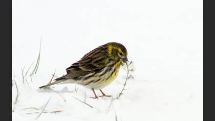 European Serin