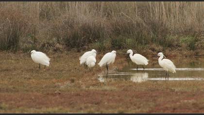 Little Egret