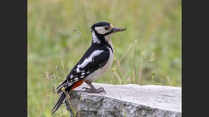 Great Spotted Woodpecker