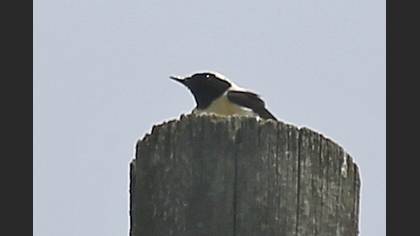 Black-eared Wheatear