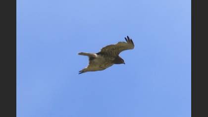 Short-toed Snake Eagle