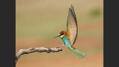 European Bee-eater