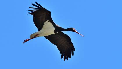 Black Stork