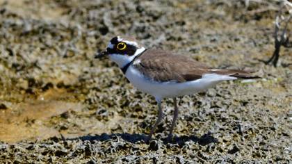 Little Ringed Plover