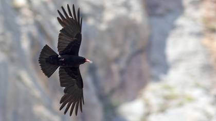 Red-billed Chough