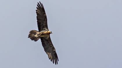 Bearded Vulture