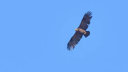 Steppe Eagle
