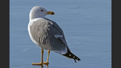 Armenian Gull