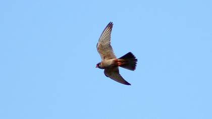 Red-footed Falcon