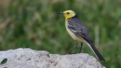 Citrine Wagtail