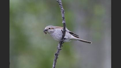 Red-backed Shrike