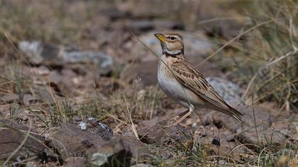 Bimaculated Lark