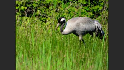 Common Crane