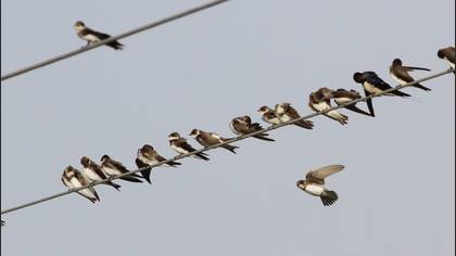 Sand Martin