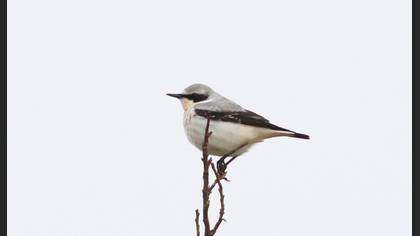 Northern Wheatear