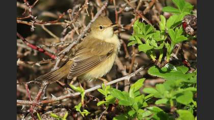 Marsh Warbler