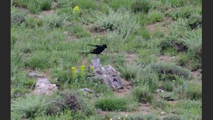 Alpine Chough