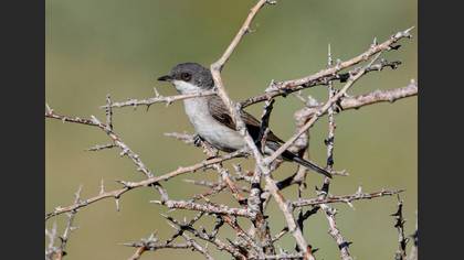 Lesser Whitethroat
