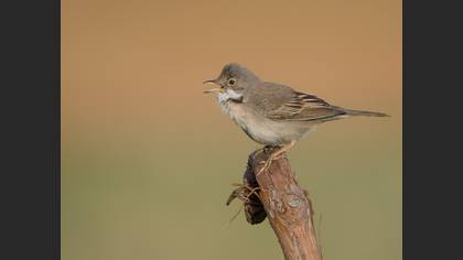 Common Whitethroat