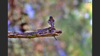 Eurasian Chaffinch