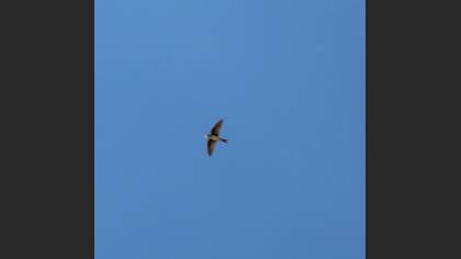 Western House Martin